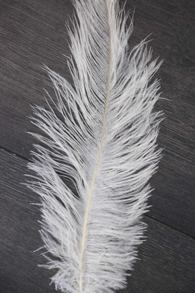 Deve Kuşu Tüyü 25-30 cm Beyaz - Thumbnail