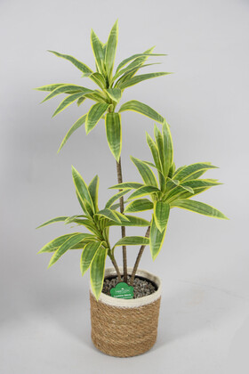 Yapay Çiçek Deposu - Yapay Ağac Dracena 3 Dallı Gerçek Dokulu 75 cm (Hasır Saksılı)