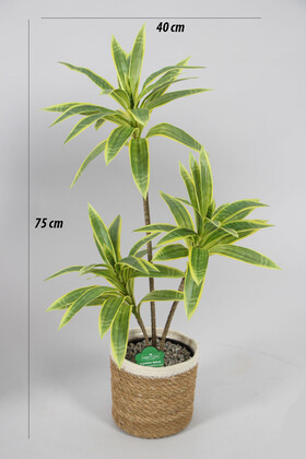 Yapay Ağac Dracena 3 Dallı Gerçek Dokulu 75 cm (Hasır Saksılı) - Thumbnail