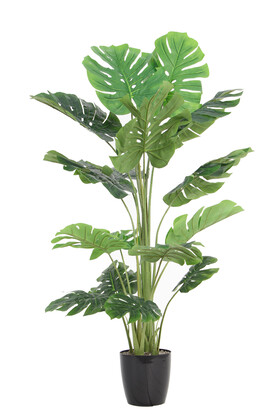 Yapay Deve Tabanı Ağacı (monstera Ağacı) Gerçek Dokulu 16 Yapraklı 150 Cm - Thumbnail