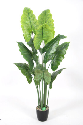 Yapay Çiçek Deposu - Yapay Ağaç Alocasia Fil Kulağı Ağacı 165 cm