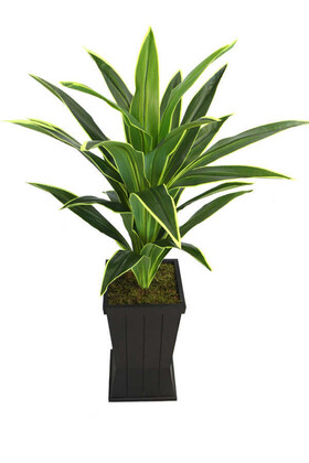 Saksılı Yapay Ağaç Premium Drecina Ağacı 130cm Dracaena Plant (Yeşil-Sarı) - Thumbnail