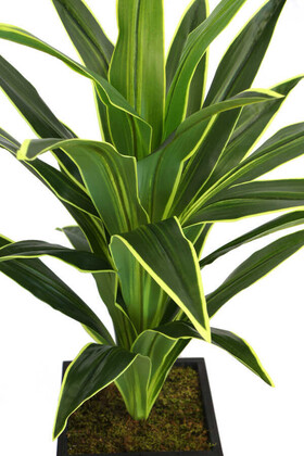 Saksılı Yapay Ağaç Premium Drecina Ağacı 130cm Dracaena Plant (Yeşil-Sarı) - Thumbnail