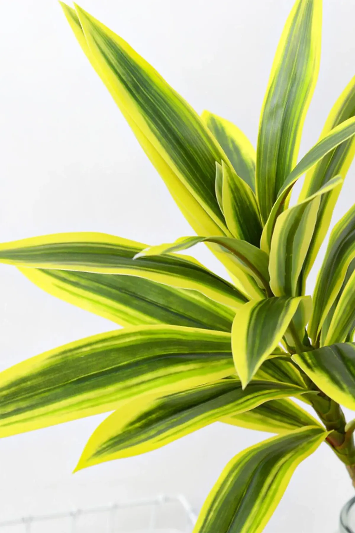 Yapay Bitki 2li Dracaena Reflexa Dalı 95 cm Yeşil-Sarı - Thumbnail