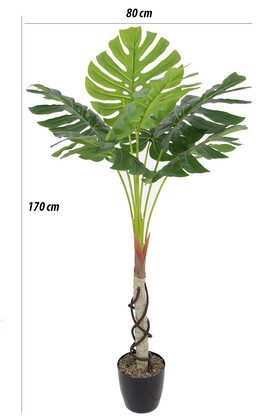 Gövdeli Deve Tabanı Ağacı (monstera Ağacı) 170 cm - Thumbnail