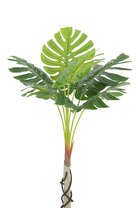 Gövdeli Deve Tabanı Ağacı (monstera Ağacı) 170 cm - Thumbnail